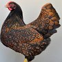 Zwerg-Barnevelder braun-schwarzdoppeltgesäumt von ZG Vorrath, Dirk u. Michael Preis v 97 LVE